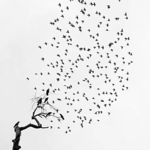 A black and white image of a flock of birds taking flight off a branch