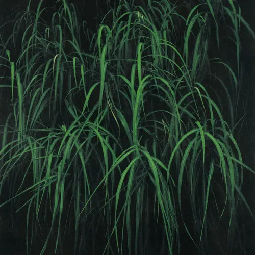 Colour photograph featuring a dense cluster of long green leaves set against a black background.