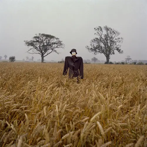 Colour photograph of a scarecrow in the middle of a field of wheat.