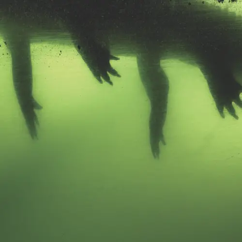 Anastasia Samoylova, Gator, 2017