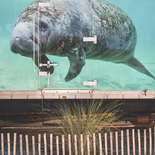 Anastasia Samoylova, Manatee Rescue Van, 2019
