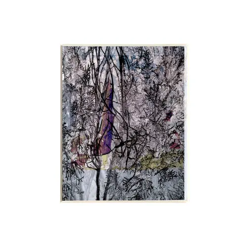 a colour print of double exposed bark and leaves of a Cypress tree.