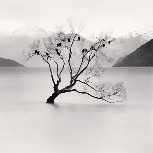  black and white photograph of a tree submerged in a lake, with birds in the branches