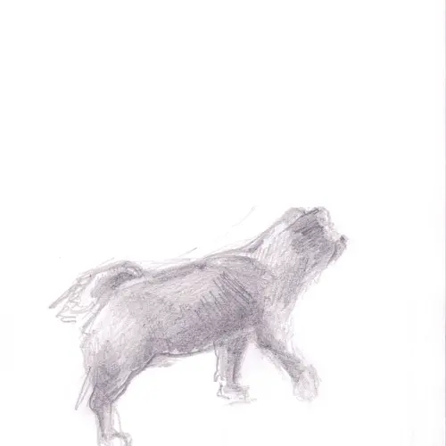 Postcard with pencil drawing of a dog walking.