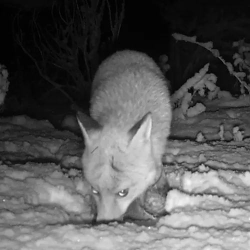 A black and white photograph of a fox in the snow at night