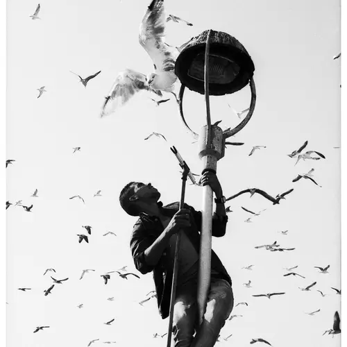 A black and white image of a man climbing near the top of a lamppost. A blurred flurry of a flock of seagulls surrounds him.