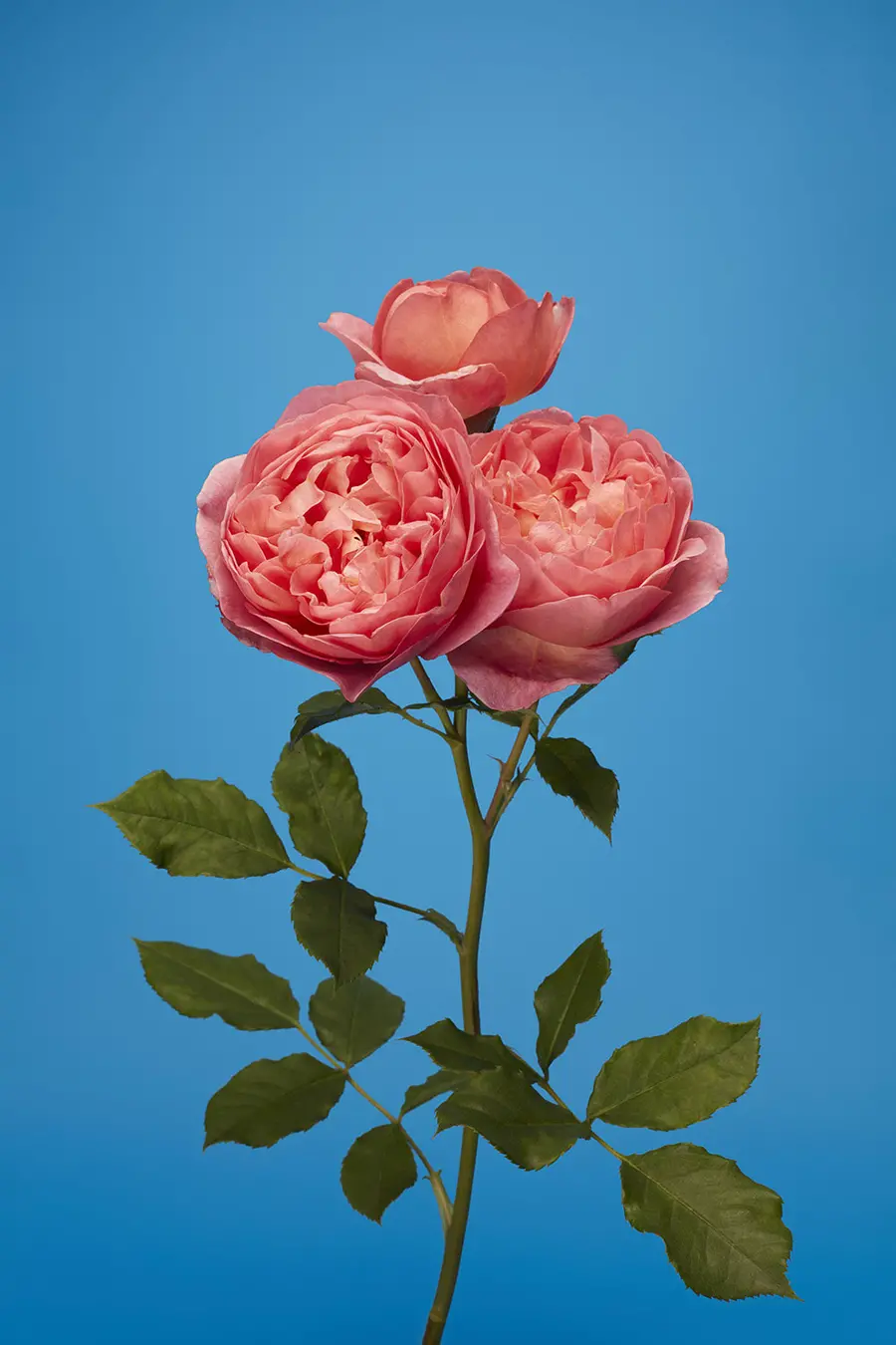 Luke Stephenson Boscobel, 2017