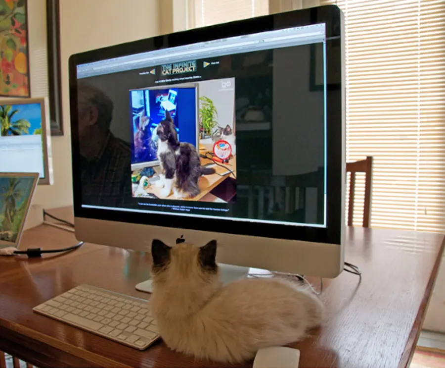 Curating the networked image - a cat looks at a screen showing a cat looking at a scene with another cat
