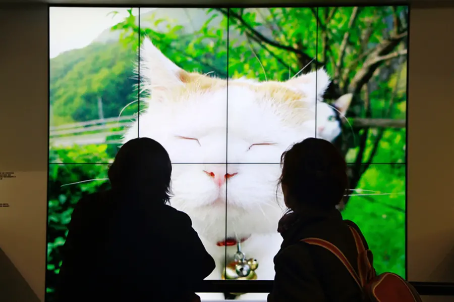 A photograph of a cat is on view on a big screen behind two people