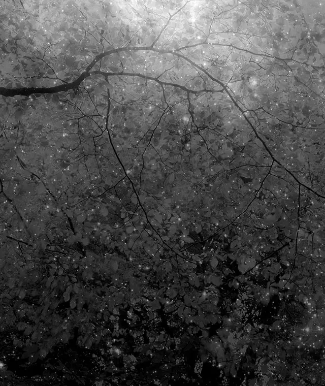 photograph of trees and nature, by Nicholas Hughes displayed at The Photographers' Gallery in London