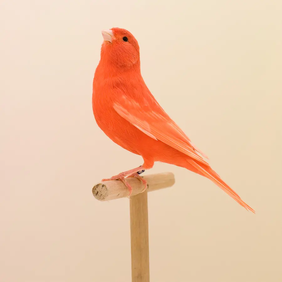 Image of an orange canary standing atop its perch