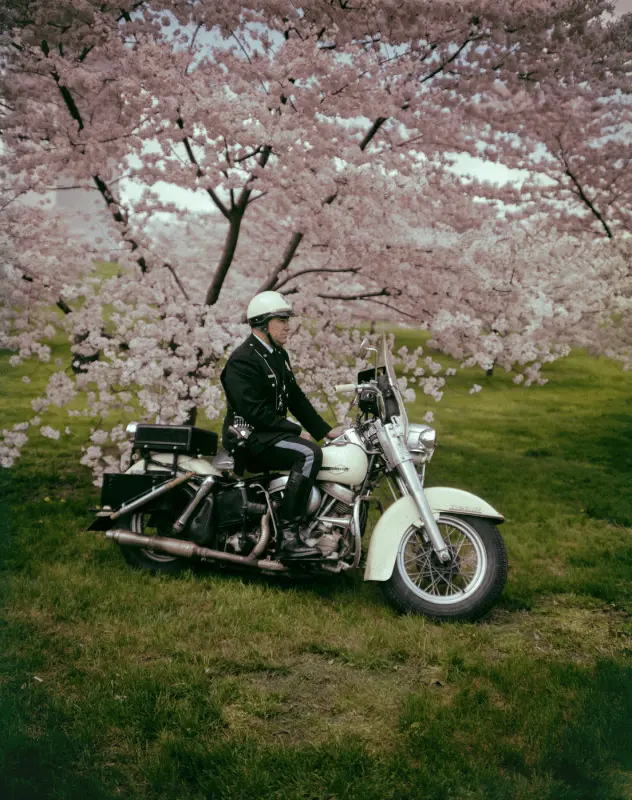 An American policeman sits on a large motorbike, on grass, with a large cherry blossom tree behind him