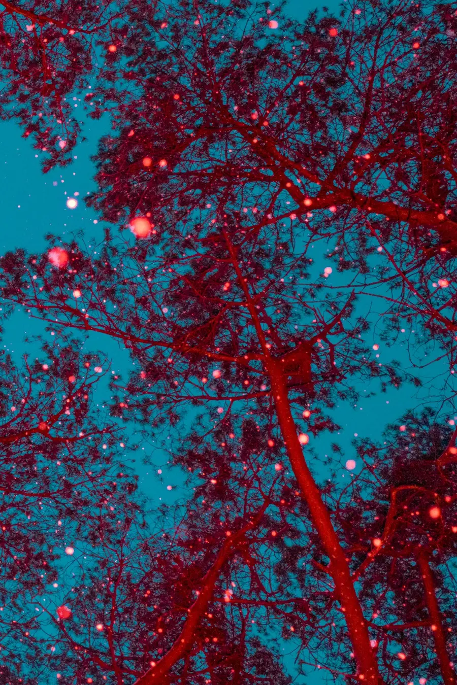 Colour night time photograph of looking up into trees from below with blue and red colours