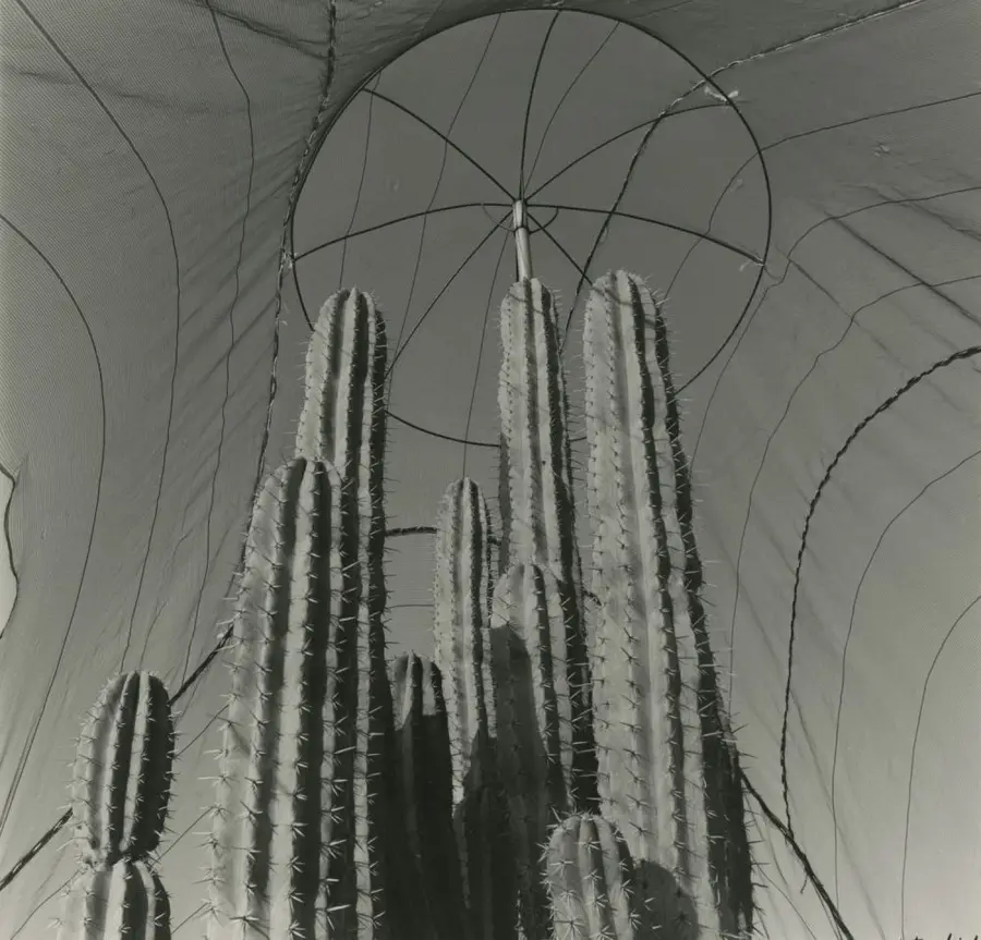 Black and white photograph of a cacti tree