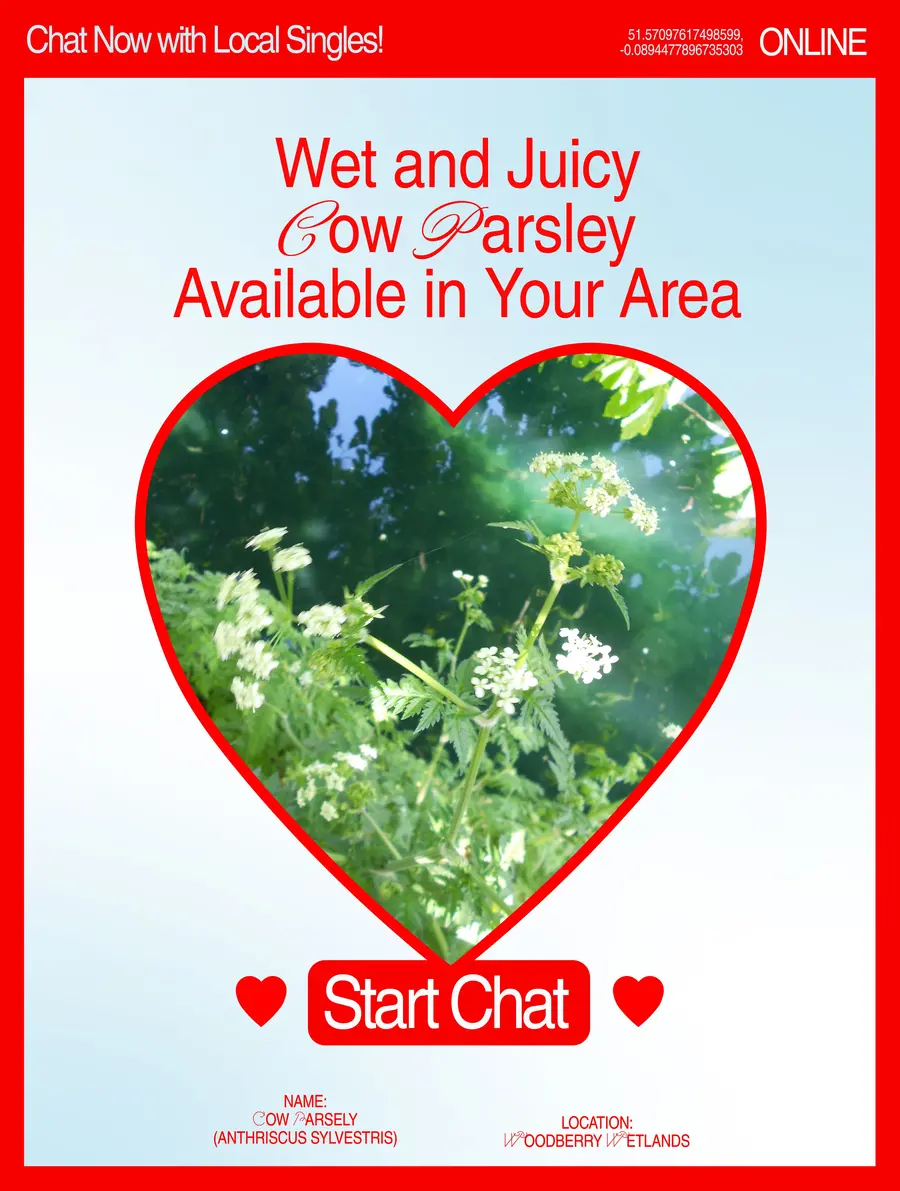 A digital poster that parodies a singles poster promoting local cow parsley in your area.