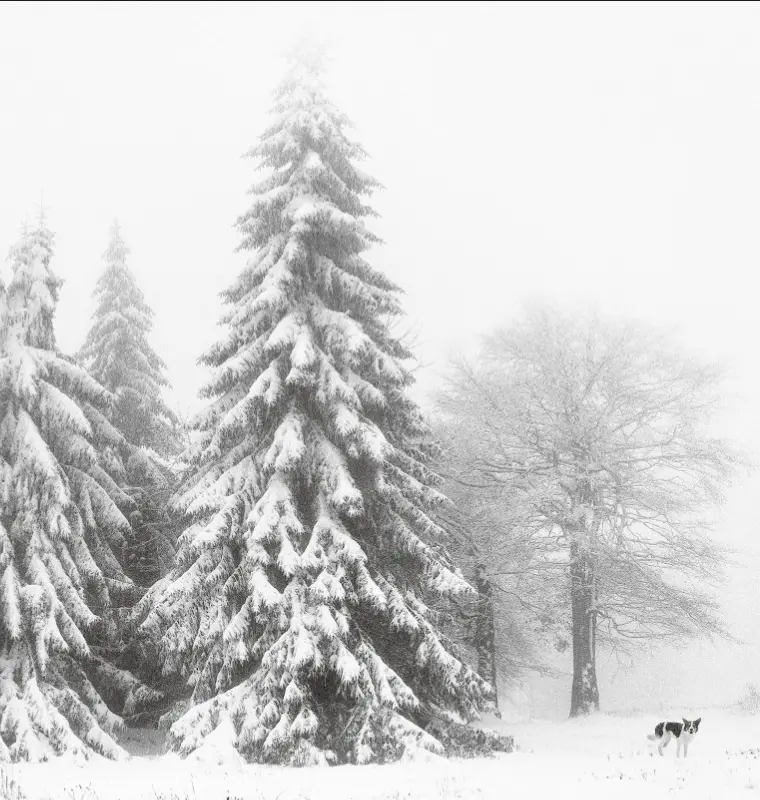 An image of a snowy ladnscape featuring snow covered firs trees and a dog running out from the treeline.