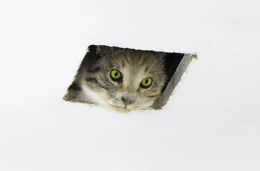 Eva & Franco Mattes, Ceiling Cat, 2016. Taxidermy cat (56 x 13 x 20 cm) and custom made hole (13 x 13 cm) Collection of the San Francisco Museum of Modern Art (SFMOMA), Photo by Katherine Du Tiel