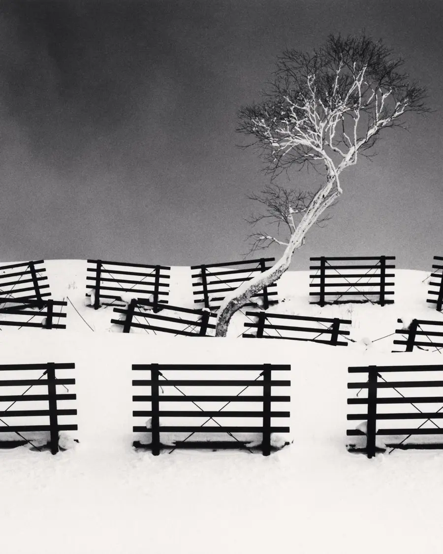 black and white photograph of tree in a snowy field, surrounded by snow barriers 