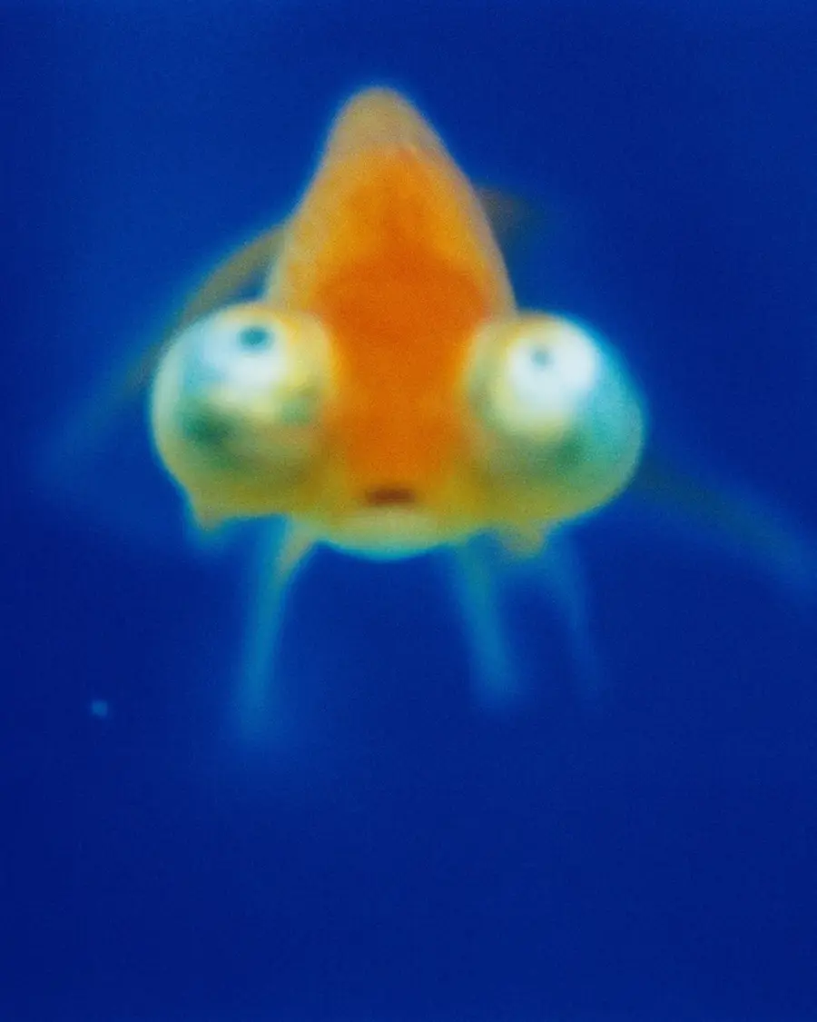 An orange goldfish with large, bulbous eyes stares forward against a deep blue background.