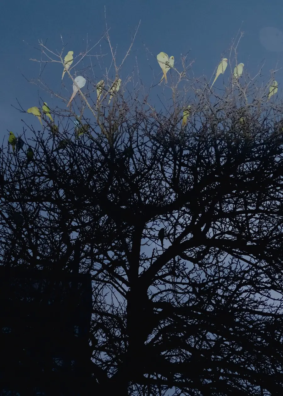 Colour photograph of a tree with yellow coloured birds sat in the top half of the tree lit by flash light