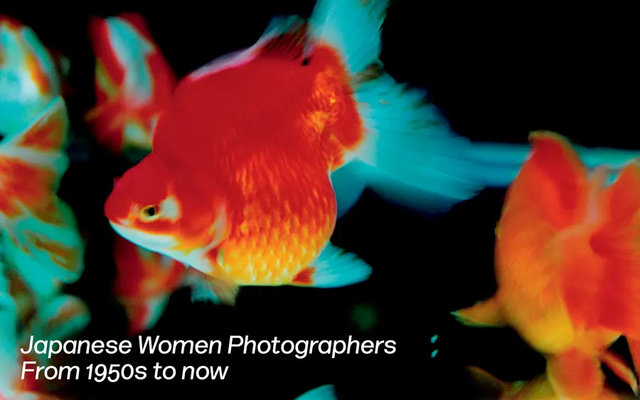 Photograph of goldfish in a tank