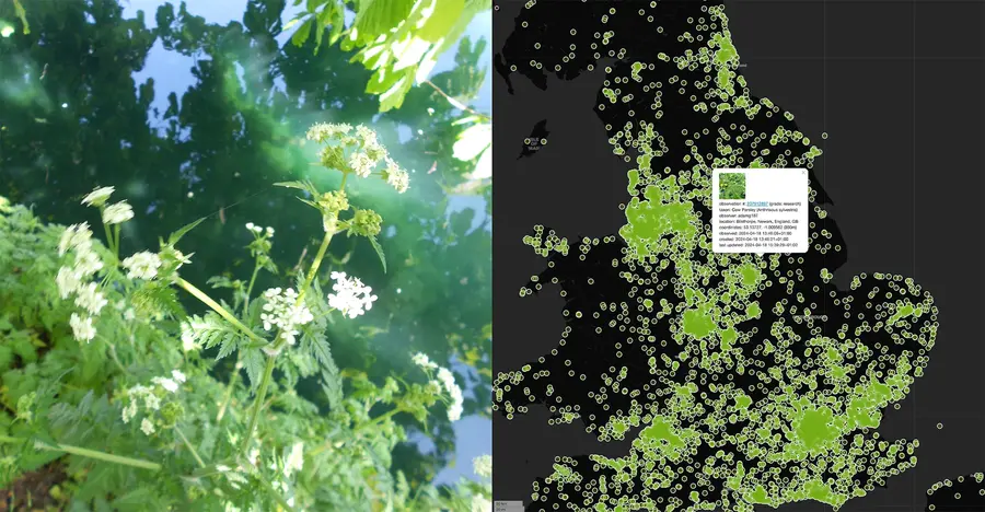On the left an image of cow parsley, on the right, a map of the UK with green dots showing sightings of cow parsley by users of iNaturalist