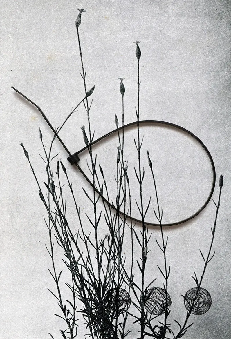 Batia Suter 'Carnation' 2015 © Batia Suter, all rights reserved