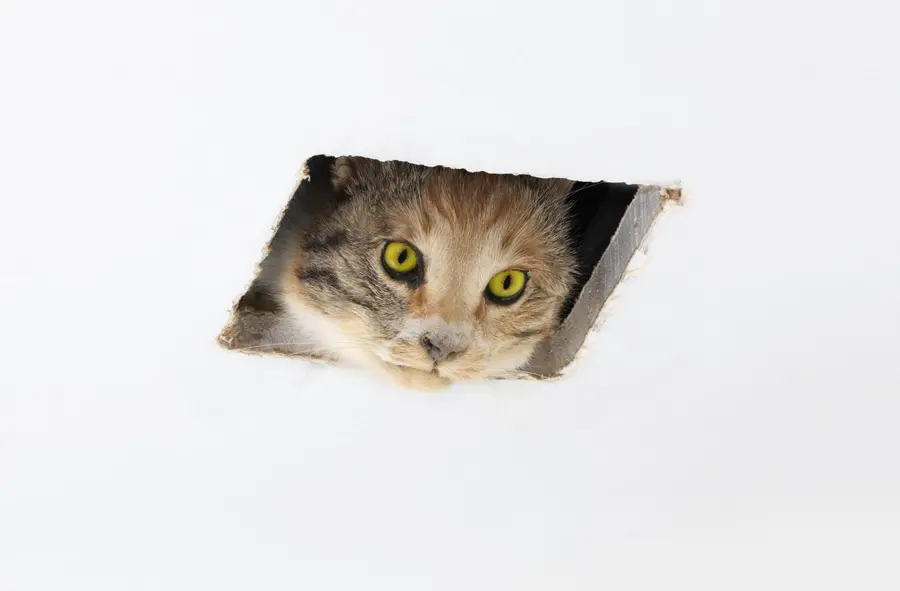 A taxidermy cat pokes its head through a square hole in the ceiling