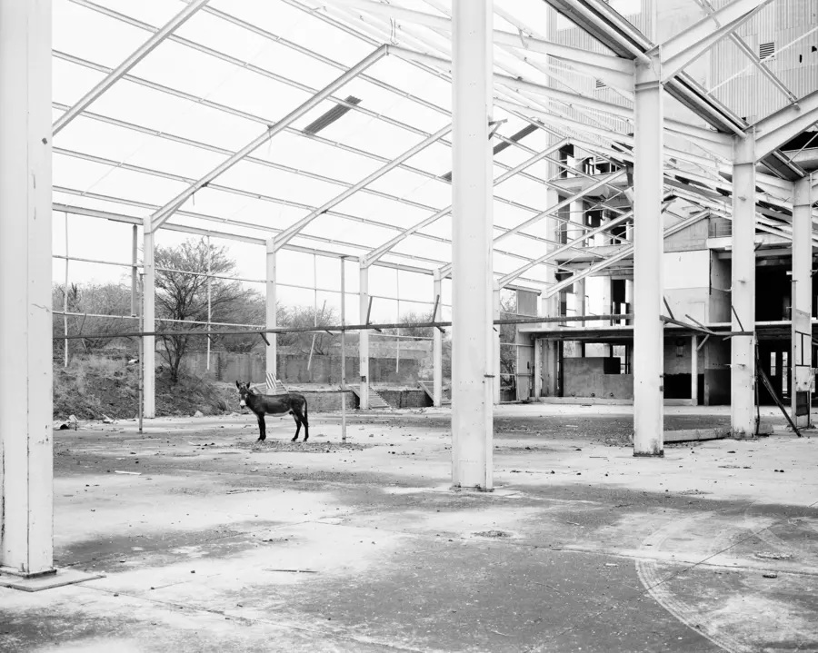 Donkey, Pomfret Asbestos Mine, 2011