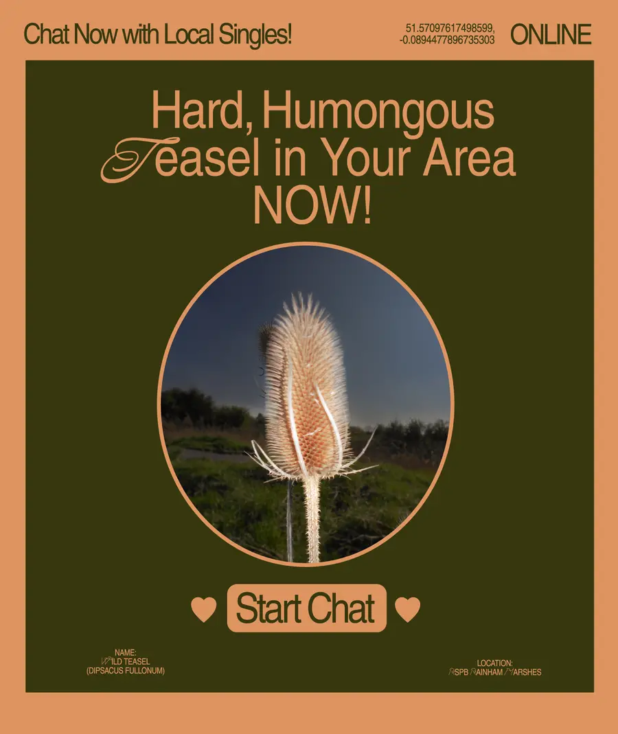 A poster with a photograph of Teasel in the middle and text saying 'Tall, Handsome Teasel in Your Area NOW'