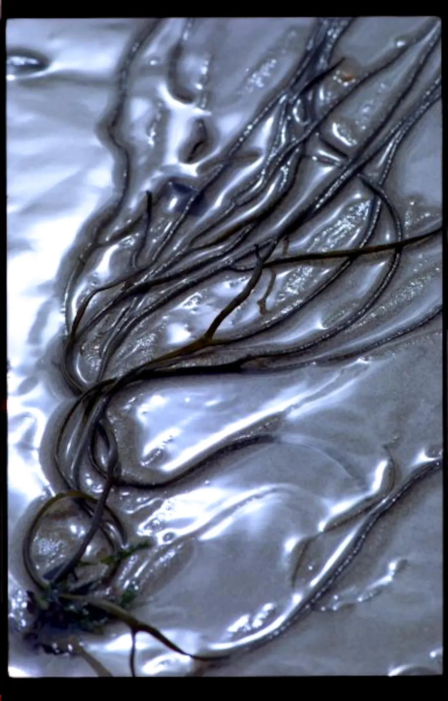 Colour portrait photograph of seaweed on sand.