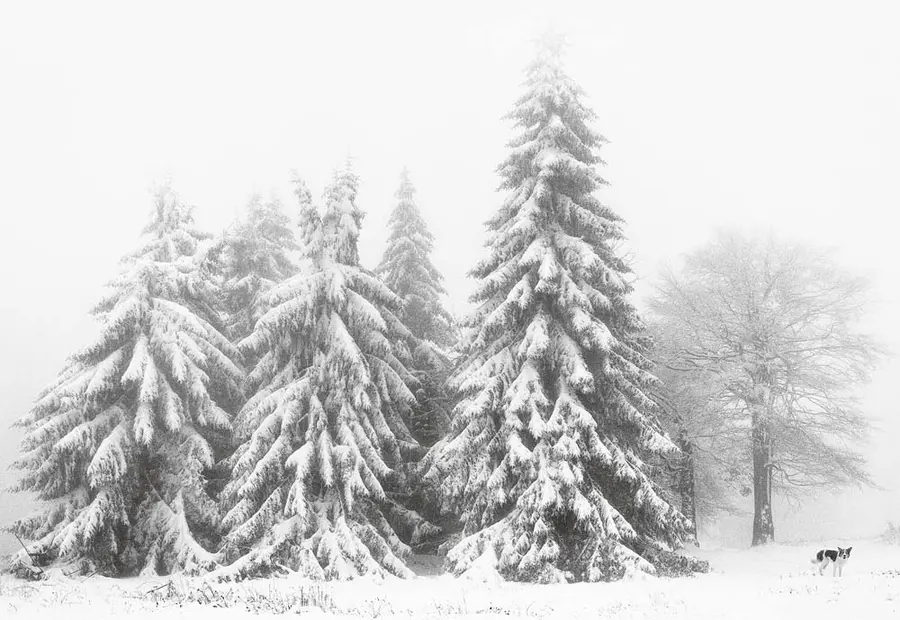 Colour photograph of Photograph of a group of trees covered in snow, with a small dog in the corner of the image