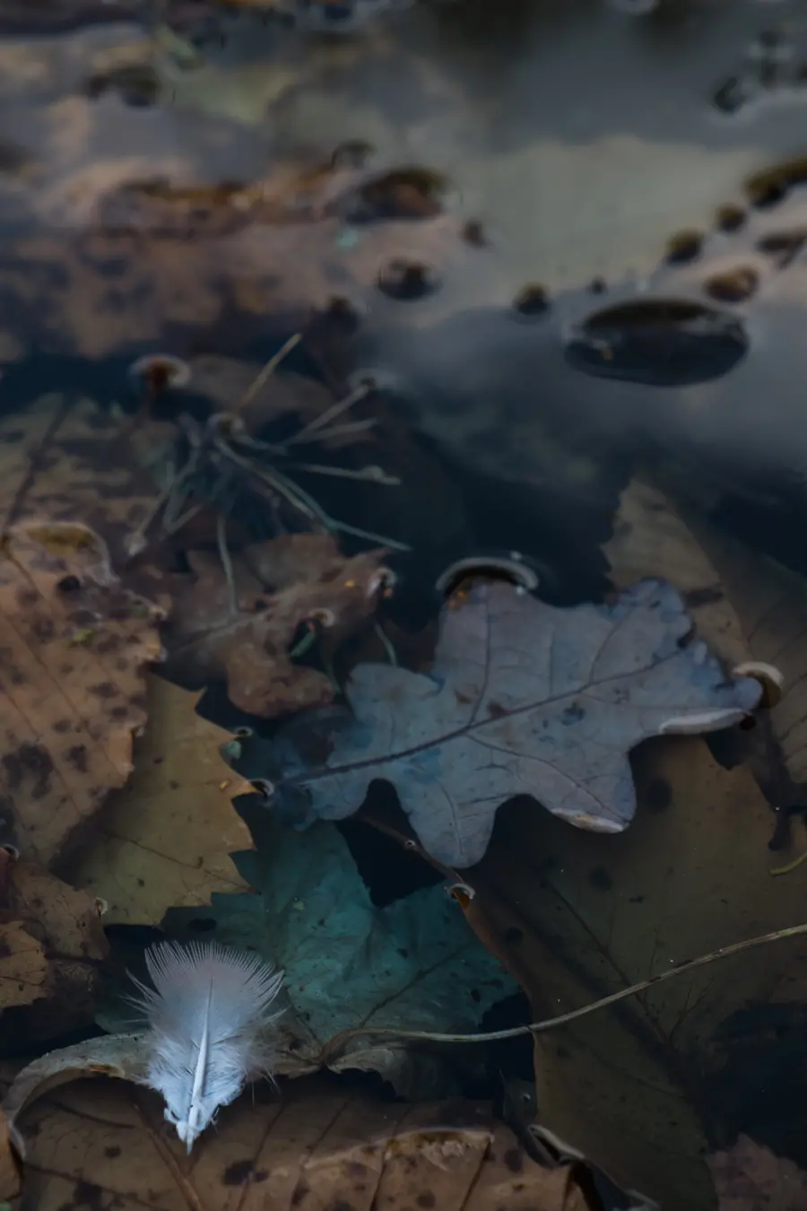 Sabine Thoele's Adrift