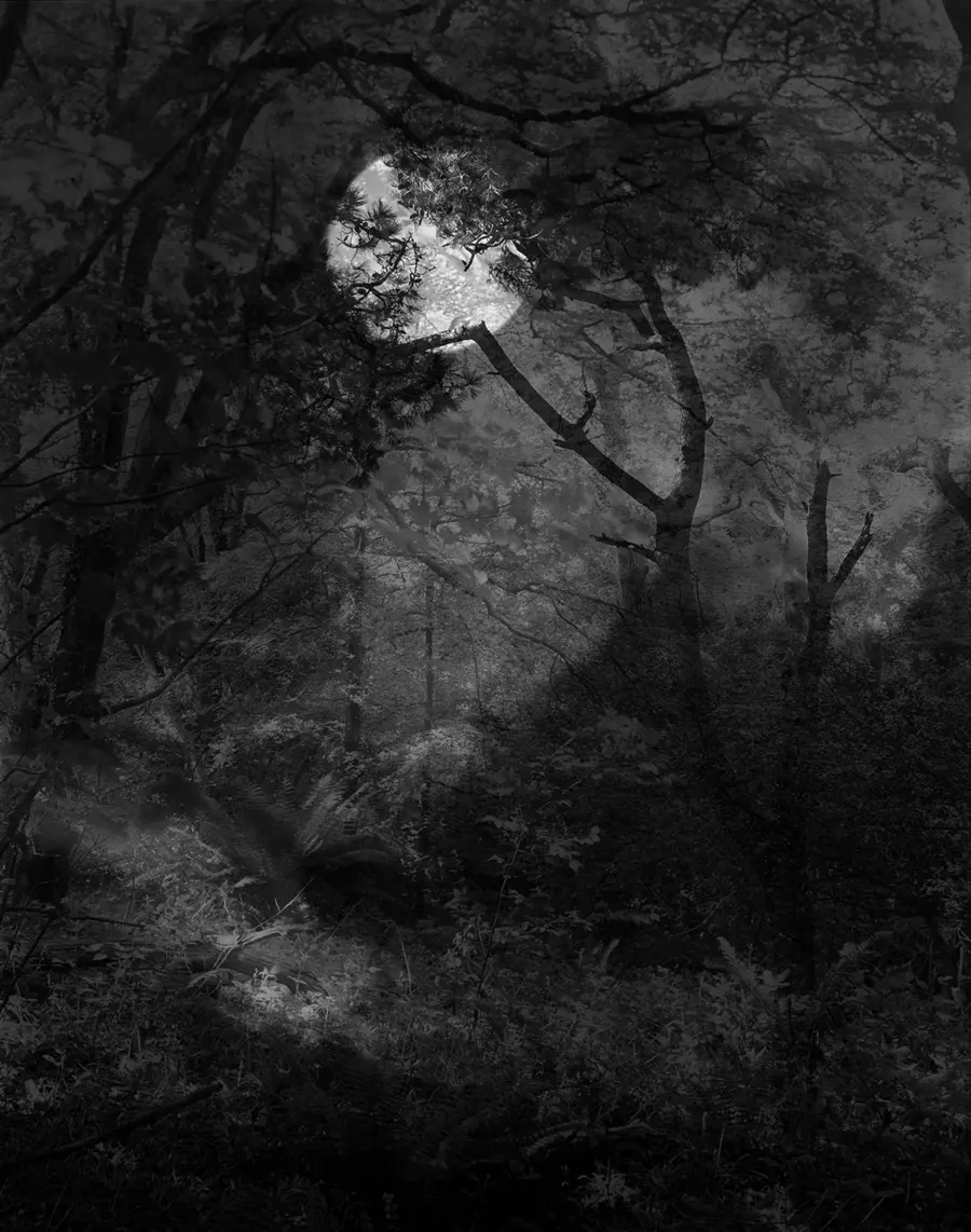 photograph of trees and nature, by Nicholas Hughes displayed at The Photographers' Gallery in London