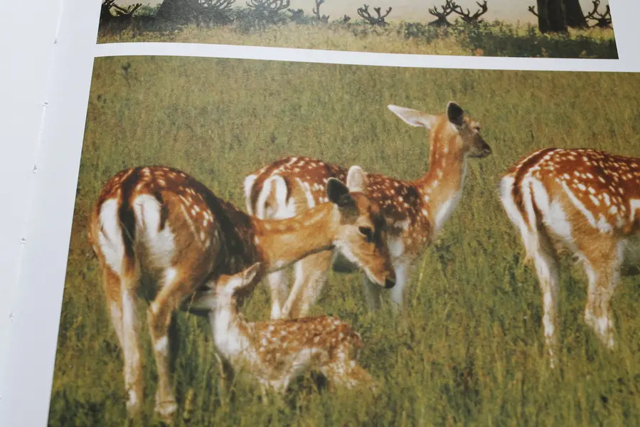 A Year in the Life of Richmond Park by Joanna Jackson