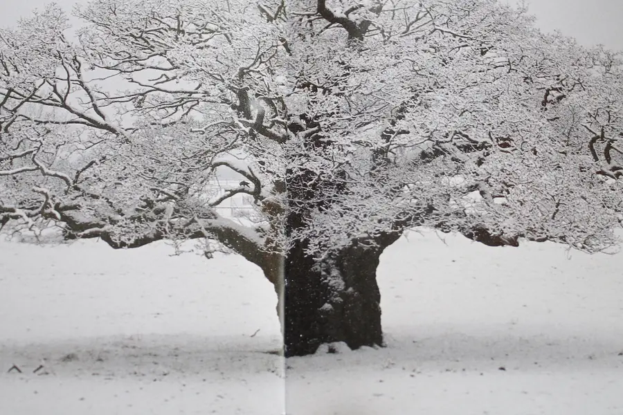 A Year in the Life of Richmond Park by Joanna Jackson