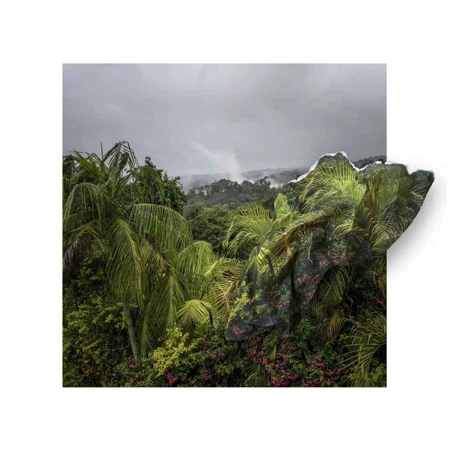 A colour multimedia collage of a forest canopy with grey skies in on the horizon. A branch juts out over the border of the image to give the piece the appearance of lifting off of the page.