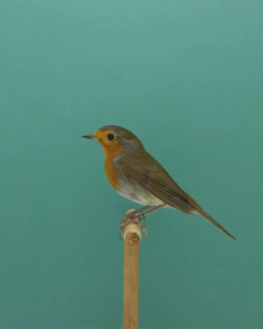 A robin stood on wooden bird stand.