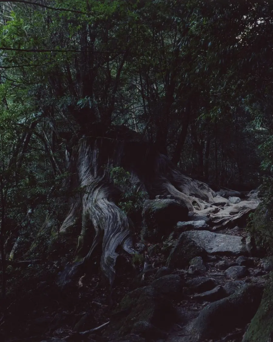 Colour image of the base of a large tree with gnarled roots.