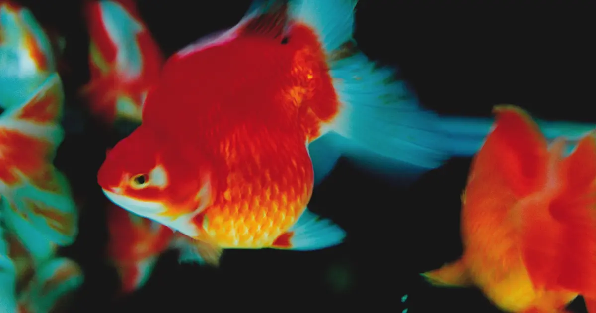 Online course | Japanese photography reconsidered: Women in focus