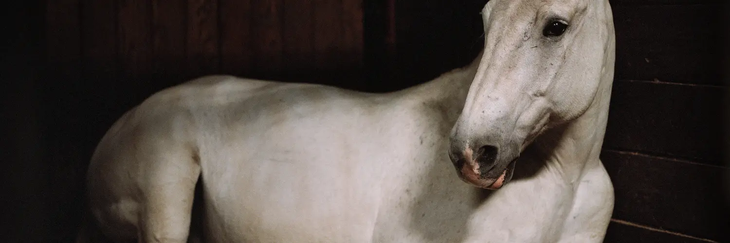 Charlotte Dumas: Anima and the Widest Prairies | The Photographers 