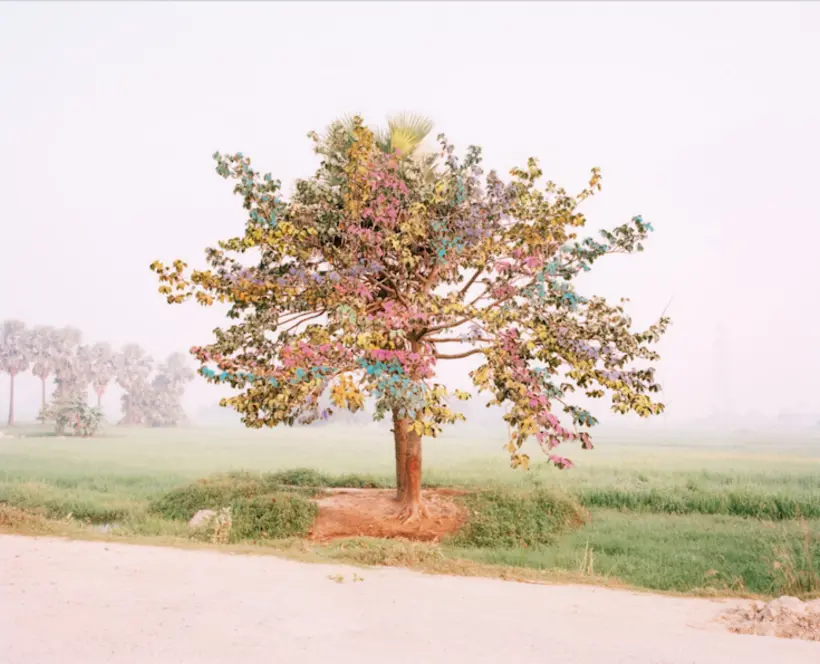 Tree of Life, 2014 from A Myth of Two Souls - AMMA series © Vasantha Yogananthan