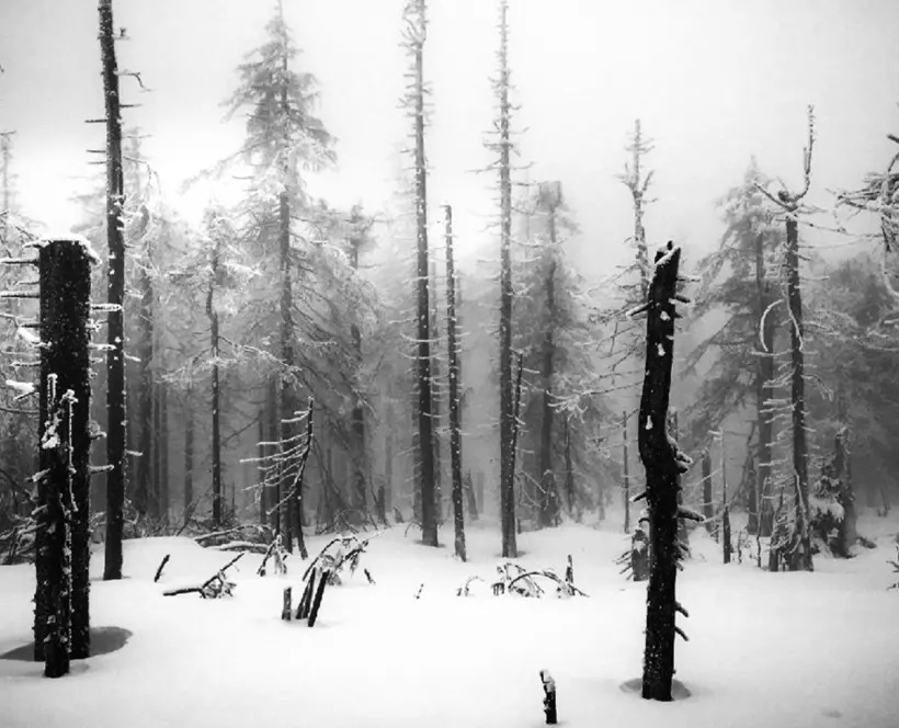 A forest under the snow in black and white 