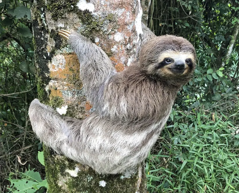 A photograph of a grey sloth hanging in a tree, facing to the right and smirking