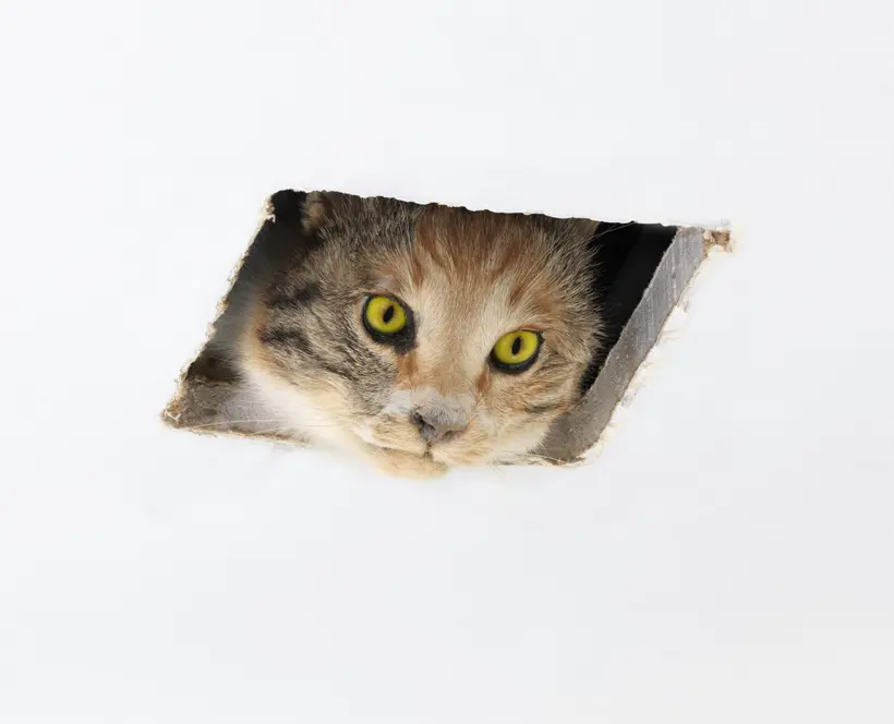 A taxidermy cat pokes its head through a square hole in the ceiling