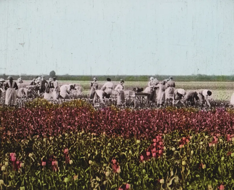 Film still showing a field of red tulips superimposed with B&W images of women gathering