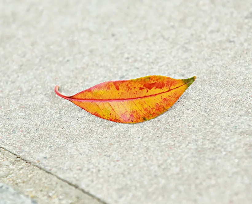 An orange leaf fallen onto grey paving stones forms the shape of wry, smiling lips.