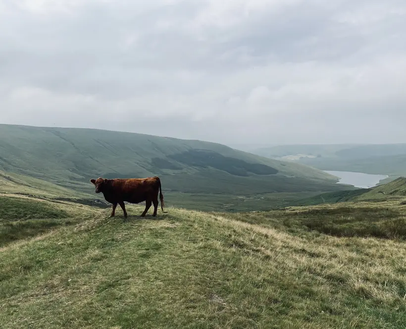 A photograph of a cow standing on a hill with hills behind and a grey sky.