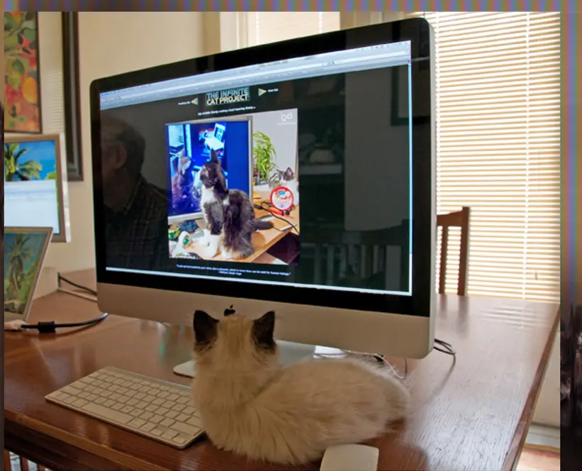Curating the Networked Image - a cat is looking at a cat on a screen, looking at a cat on another screen
