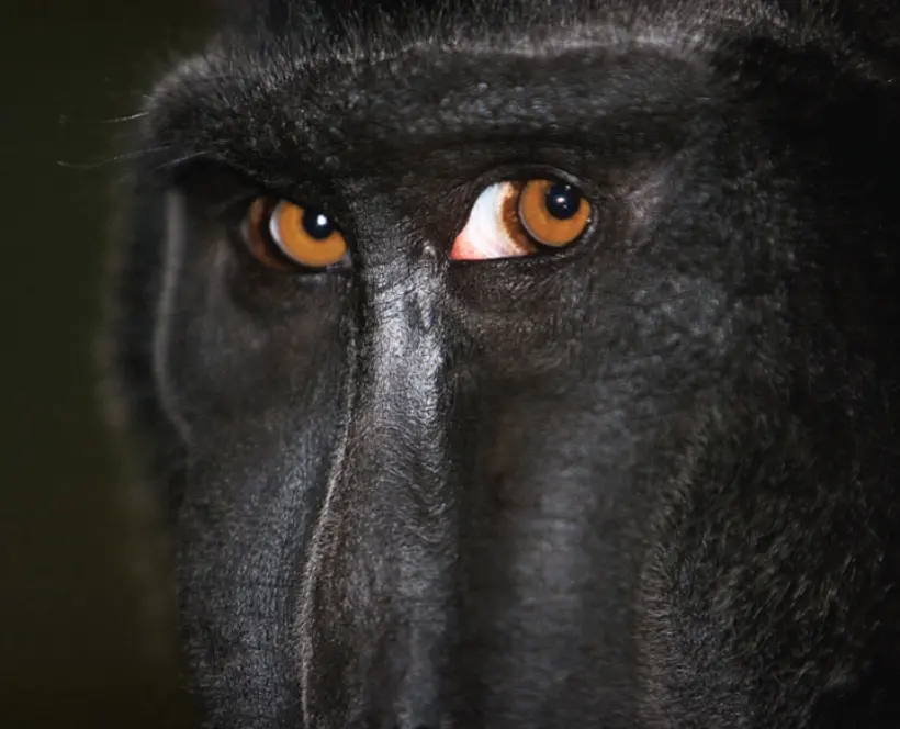 Colour photograph of a monkey's face 